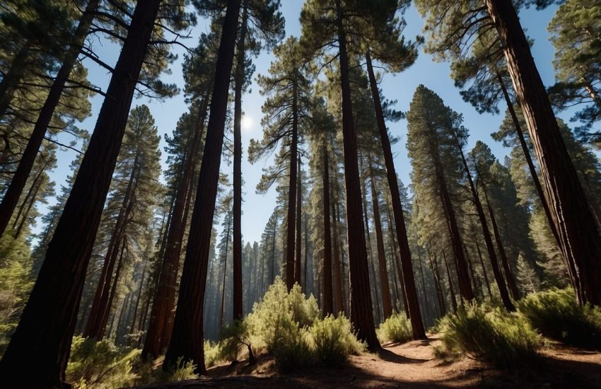 Tall pine trees stand against a clear blue sky in the California wilderness. Their dark green needles form a dense canopy, casting shadows on the forest floor