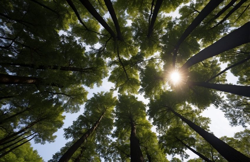 Tall trees shoot up in a Pennsylvania forest, their branches spreading to create a canopy of shade