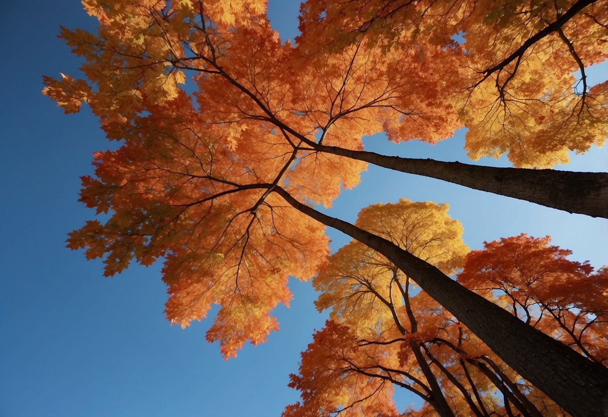 Tall maple trees in New Jersey, with vibrant red and orange leaves, stand against a clear blue sky on a sunny autumn day