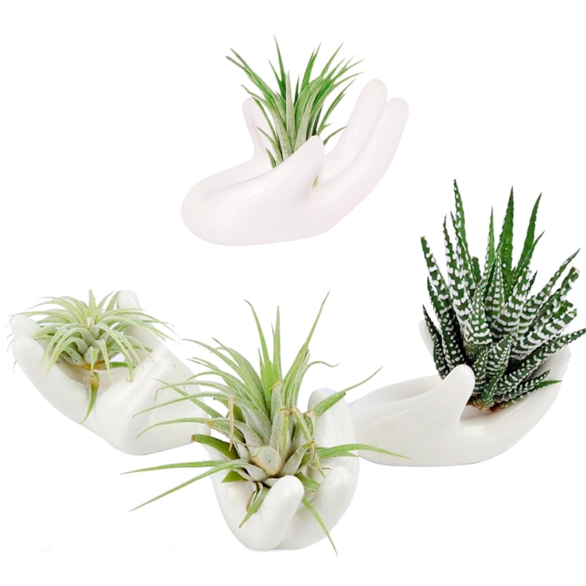 Top Air Plant Holders for Minimalist Gardening: Sleek Solutions for 2025