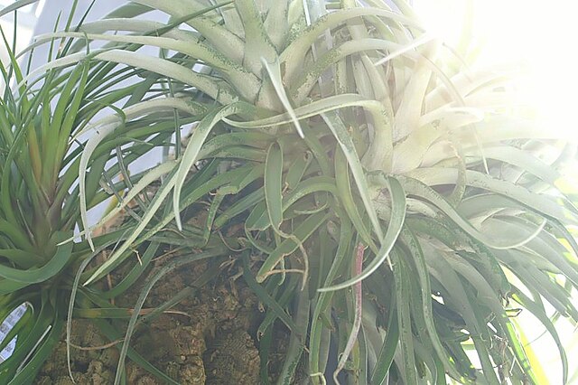 Wholesale Tillandsia air plants bulk pack