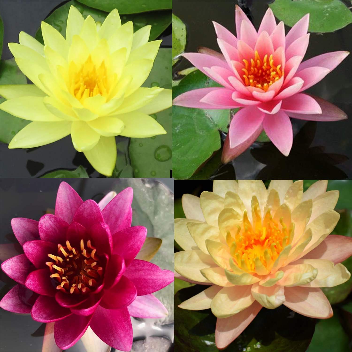 Top Aquatic Plants for Water Gardens: 12 Best Choices for 2025