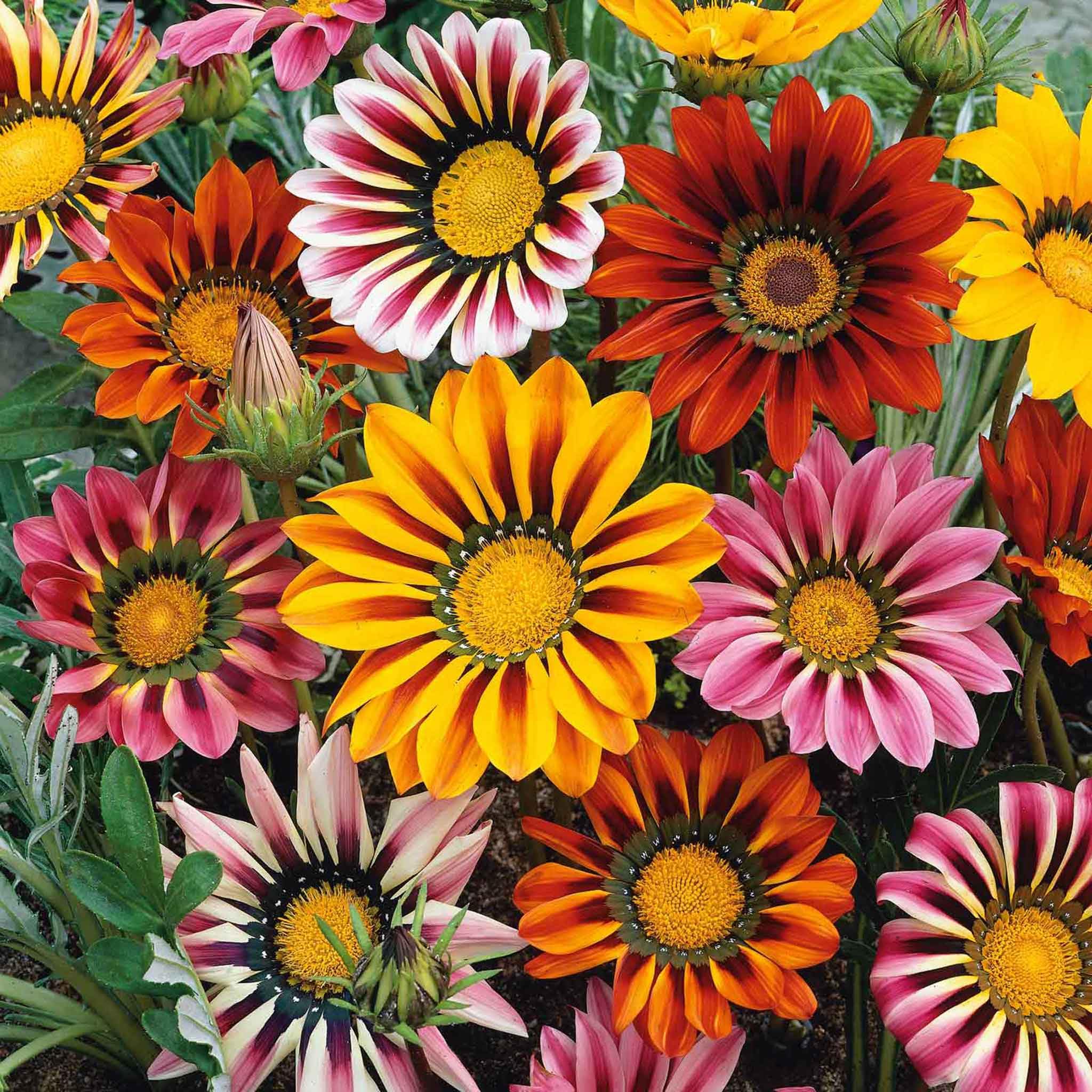 Which Summer Annuals Thrive in Heat? Top Choices for Scorching Gardens