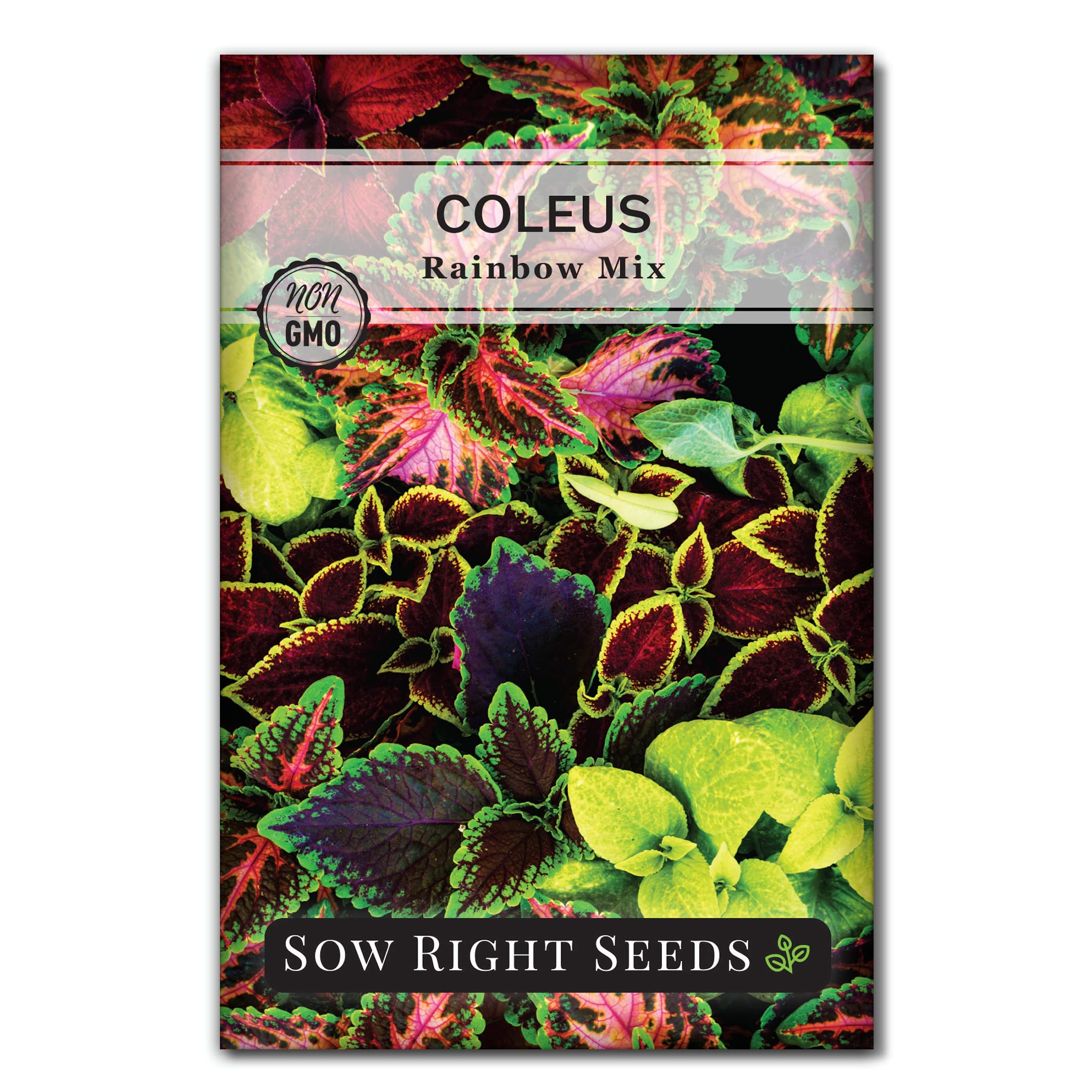 The Best Plant Varieties for Shady Gardens: Top Choices for Low-Light Landscapes