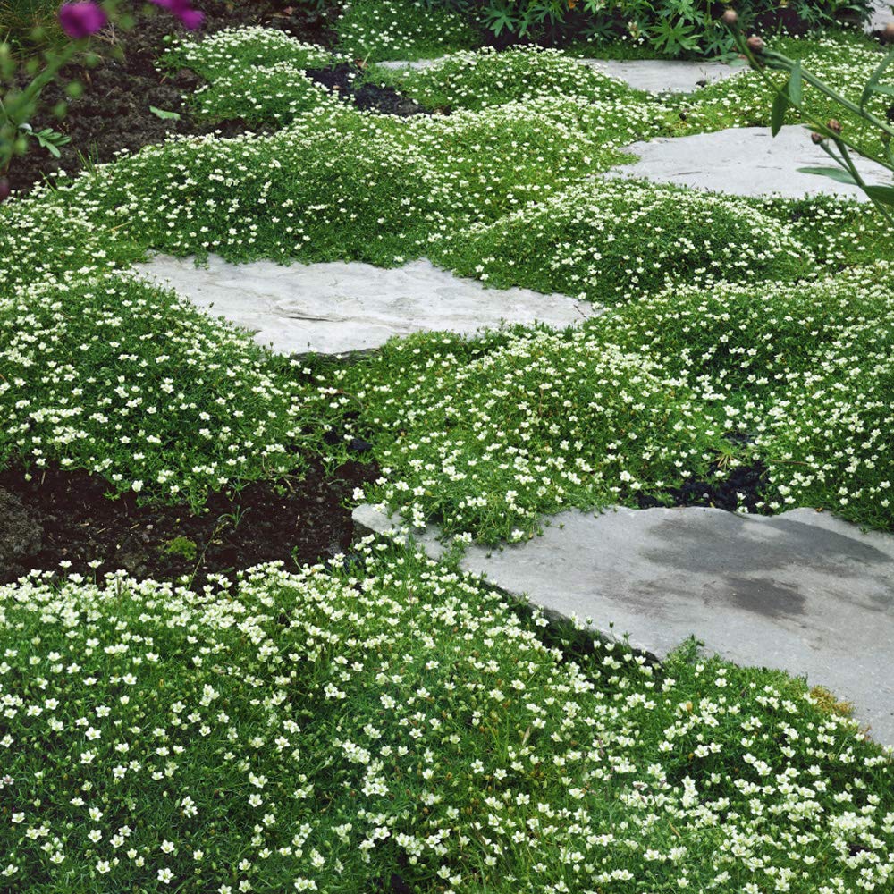 The Best Shade-Loving Ground Covers for Dense Areas: Top Choices for Low-Light Landscapes