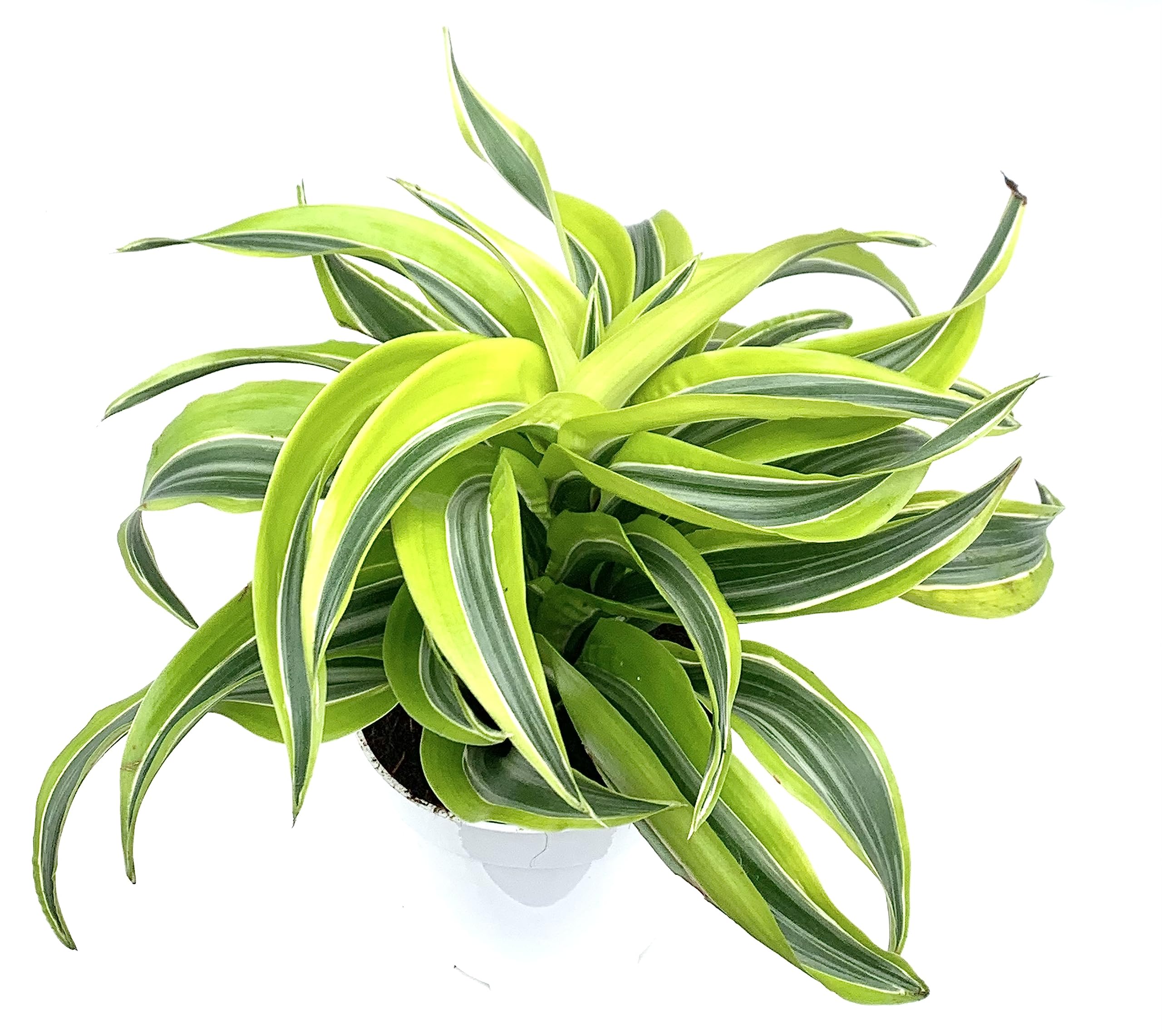 5 Best Air-Purifying Plants for Cleaner Indoor Air: Top Choices for Healthier Homes