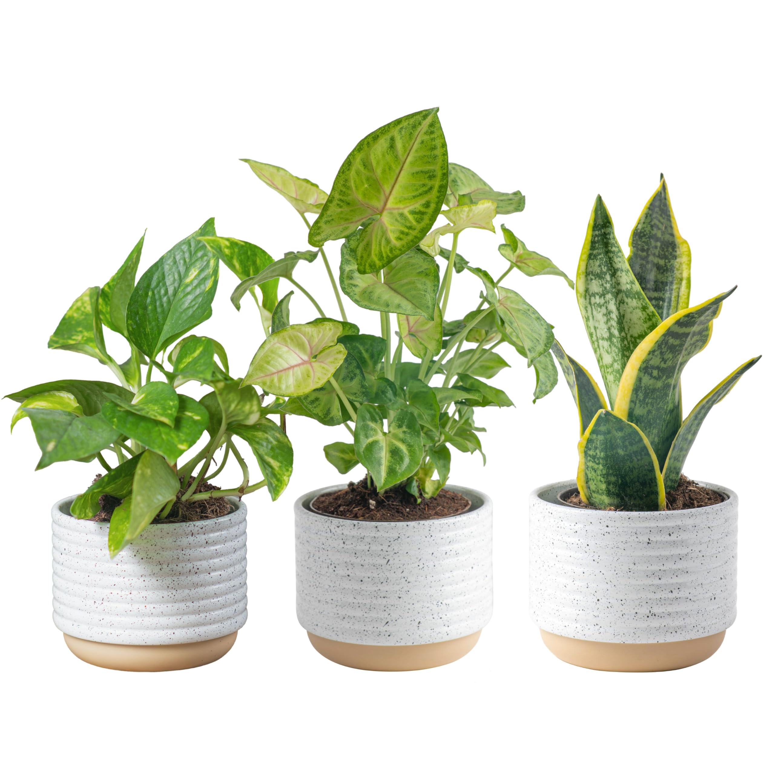 5 Best Low-Maintenance Indoor Plants for 2025: Top Picks for Effortless Greenery
