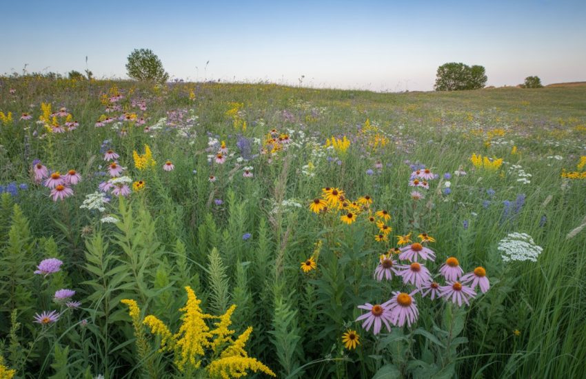 A colorful wildflower meadow in Indiana with various blooming flowers and green grasses under a clear blue sky.