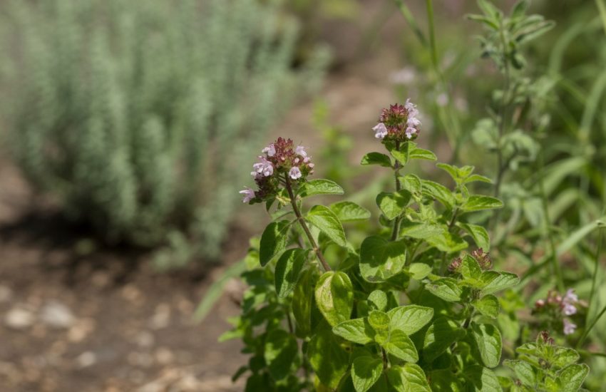 Close-up of healthy native oregano plants with green leaves and small flowers growing in a natural garden environment.