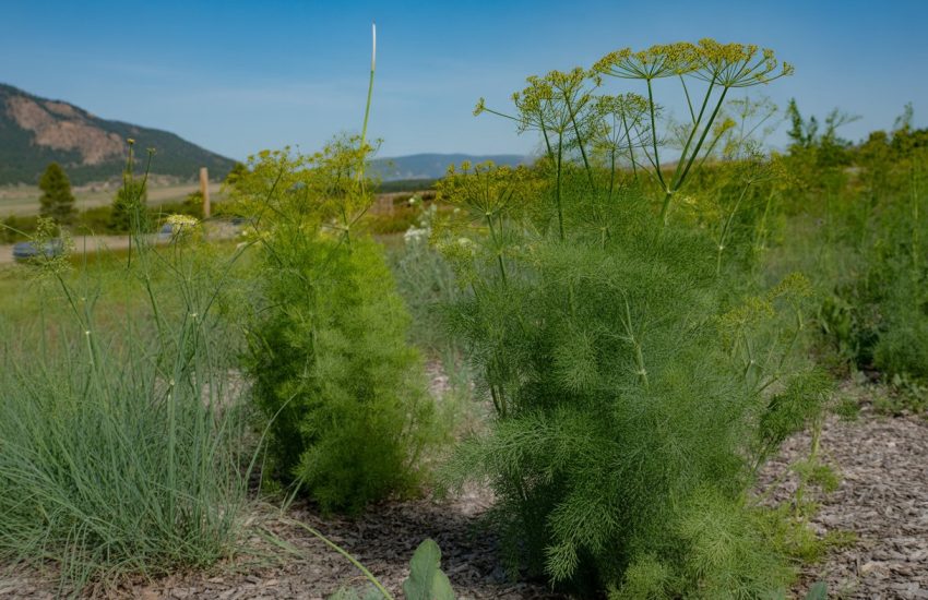 A garden in Colorado with green dill plants growing among native grasses and wildflowers, with mountains in the background.