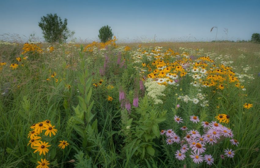 A colorful wildflower meadow in Michigan with various blooming flowers and green grasses under a clear blue sky.