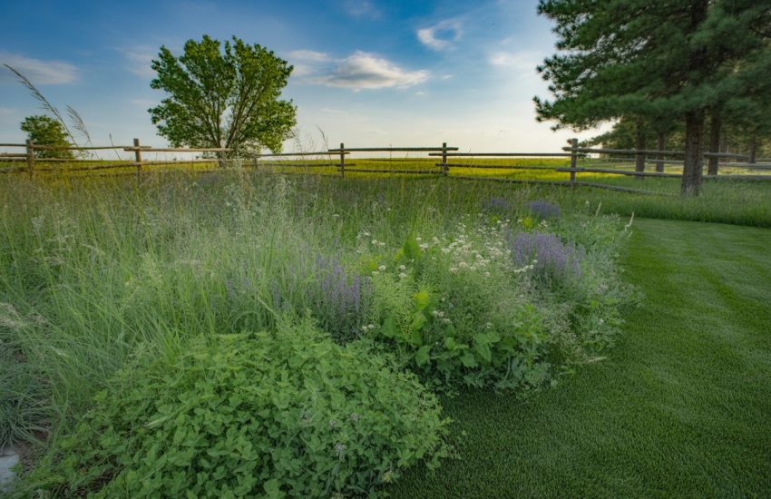 A green yard with native grasses, clover, and wildflowers, framed by a wooden fence and trees under a clear blue sky.