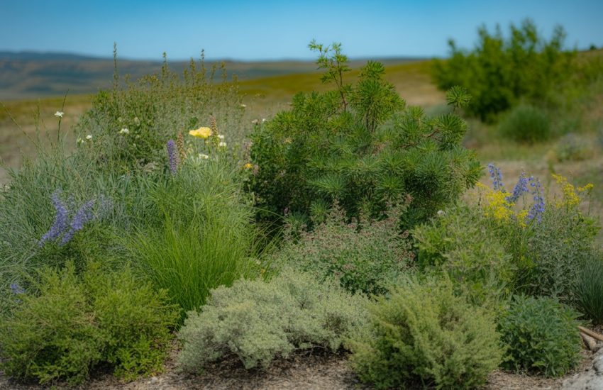 A garden bed filled with various low maintenance native plants from Idaho, including grasses, wildflowers, and shrubs under a clear blue sky.