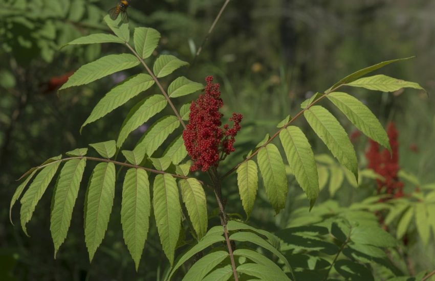 A healthy native sumac plant with green leaves and red berry clusters growing outdoors in a sunlit natural environment with other plants and insects nearby.