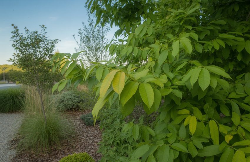 A landscaped garden area in New York with healthy sassafras trees and native plants under a clear sky.