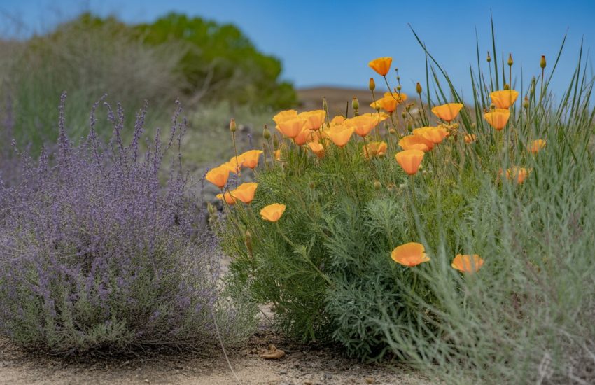 A sunlit garden with native California plants including orange poppies, purple sage bushes, and green grasses growing in rocky soil under a clear blue sky.