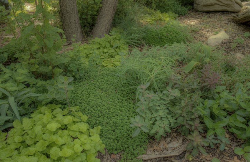 A shaded garden area covered with various green ground cover plants growing under tall trees.