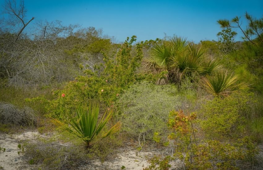 A sunlit natural landscape in Florida featuring various drought-tolerant native plants with green leaves and some colorful flowers under a clear blue sky.
