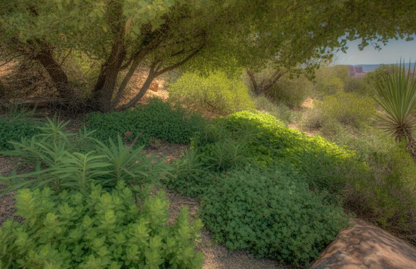 A shaded garden area in New Mexico with various green ground cover plants growing densely under trees.