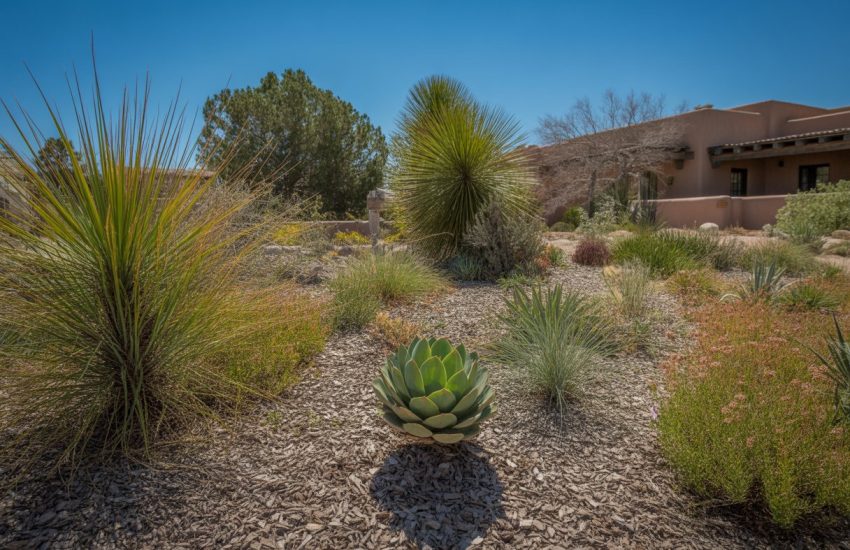 A dry New Mexico yard with drought-resistant plants, mulch, and a Southwestern-style adobe house under a clear blue sky.