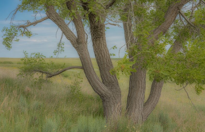 A Plains Cottonwood tree with broad leaves standing in a prairie landscape under a clear blue sky.