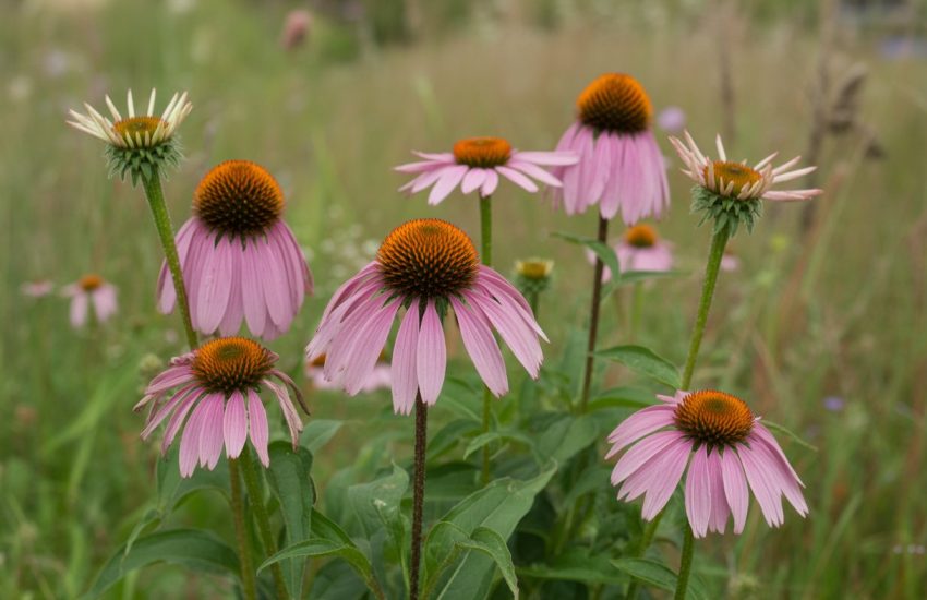 Purple Echinacea flowers with orange-brown centers growing in a sunlit meadow with green foliage.