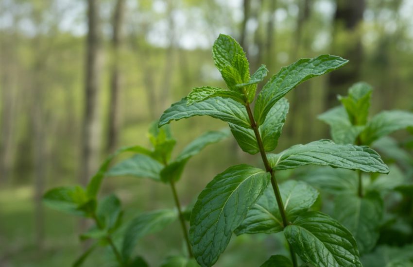 Close-up of fresh green mint leaves growing outdoors in a forest setting.