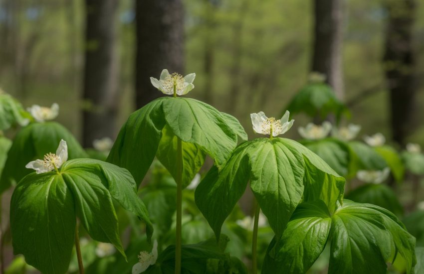Close-up of a native mayapple plant with green leaves and white flowers growing in a forest under soft sunlight.