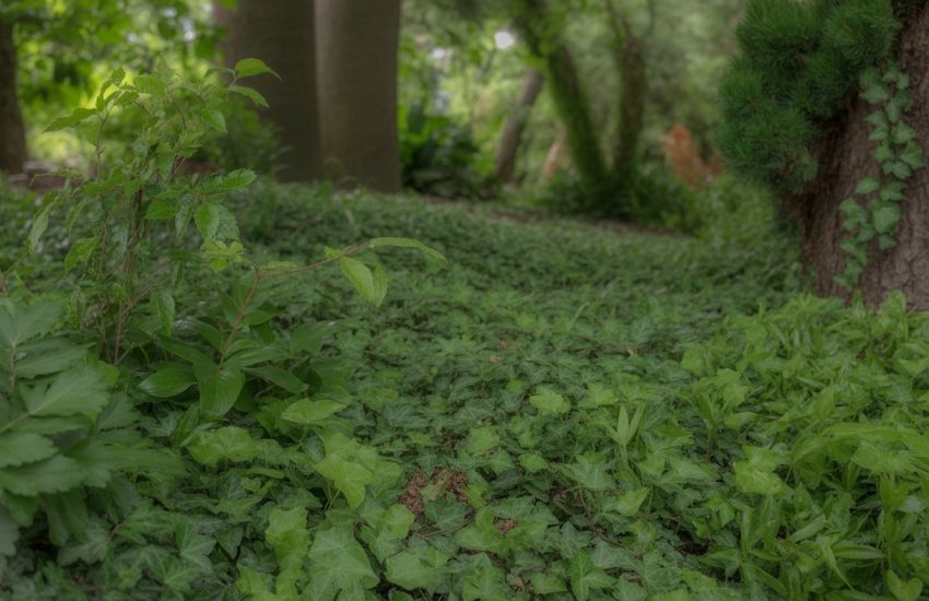 A shaded forest floor in Washington covered with dense green ground cover plants under tall trees.