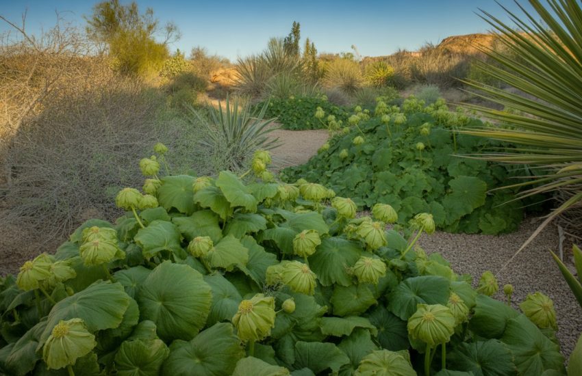 A garden bed in New Mexico with green mayapple plants and native desert vegetation under a clear blue sky.