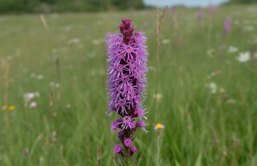Close-up of a native blazing star flower with vibrant purple spikes growing among green prairie grasses.