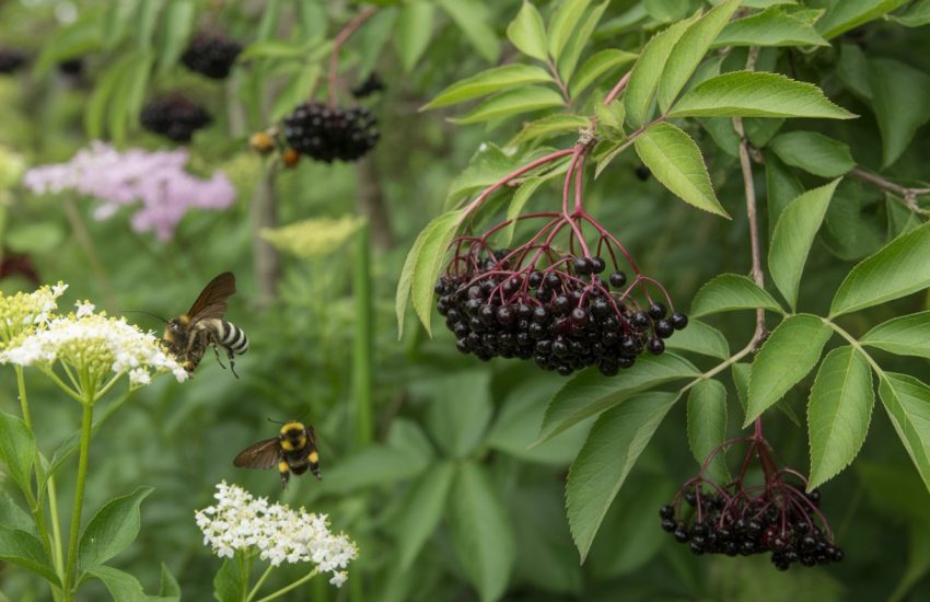 A healthy elderberry bush with ripe dark purple berries, green leaves, and surrounding wildflowers with bees and butterflies in a natural garden.