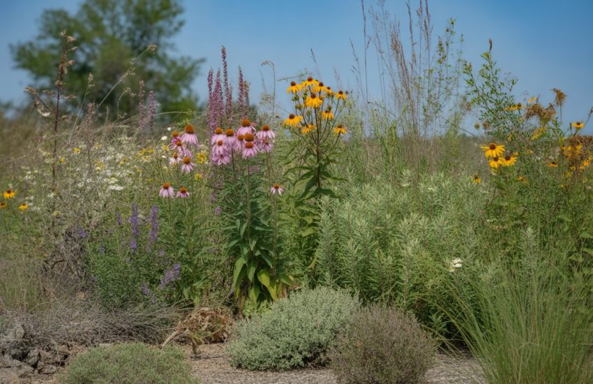 A garden scene with drought-tolerant native Indiana plants including purple coneflowers, black-eyed Susans, grasses, and butterfly weed growing in dry soil under a clear blue sky.