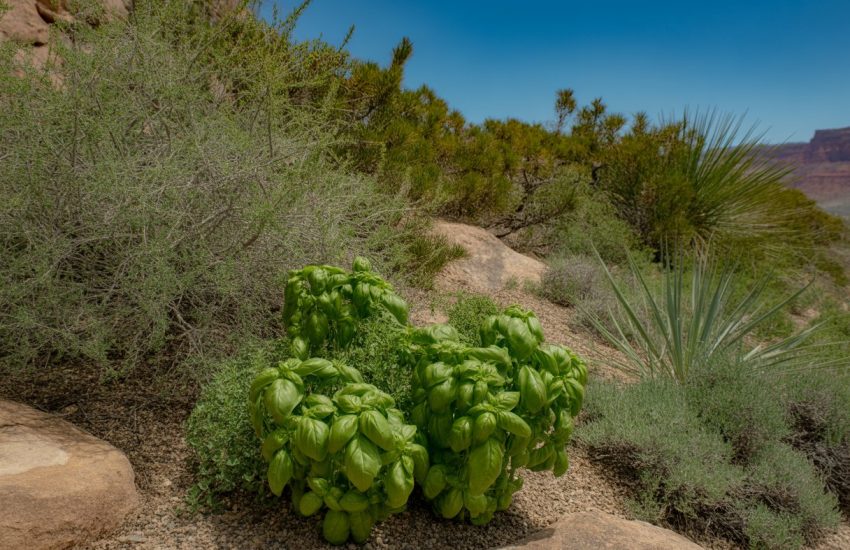 A garden in Utah with green native basil plants growing among desert vegetation and red rock cliffs in the background.