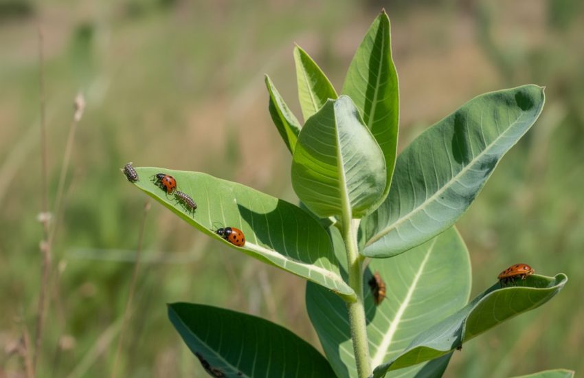 Close-up of a healthy milkweed plant with beneficial insects like ladybugs on its green leaves outdoors.