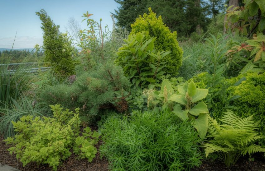 A garden bed filled with green native plants and wildflowers typical of Washington, surrounded by forest trees under a clear sky.