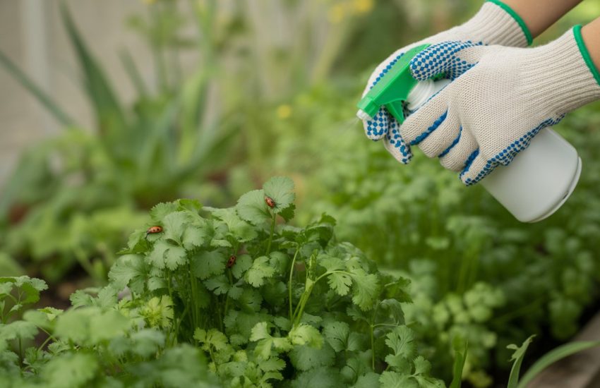 Hands applying natural pest control spray to healthy cilantro plants in a garden with beneficial insects visible.
