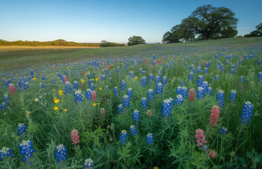 A colorful wildflower meadow in Texas with bluebonnets and other native flowers under a clear blue sky.