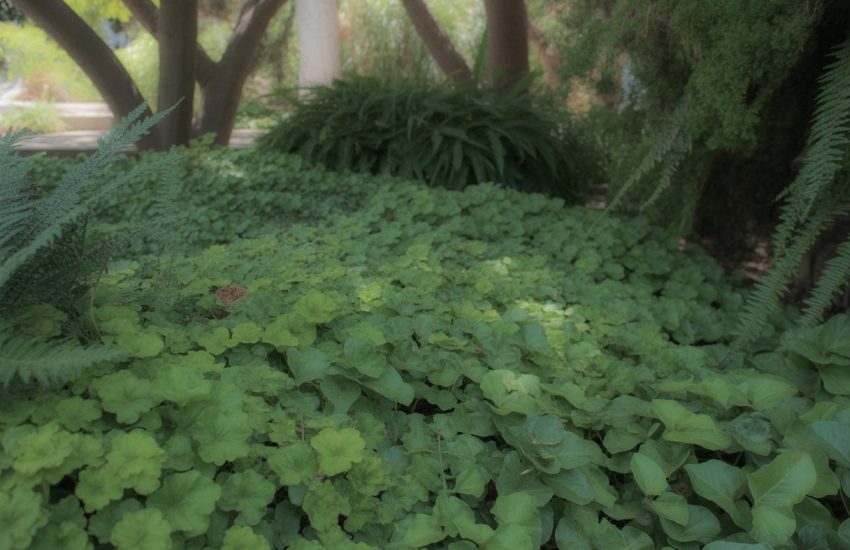 A shaded garden area with various green ground cover plants growing beneath tall trees.