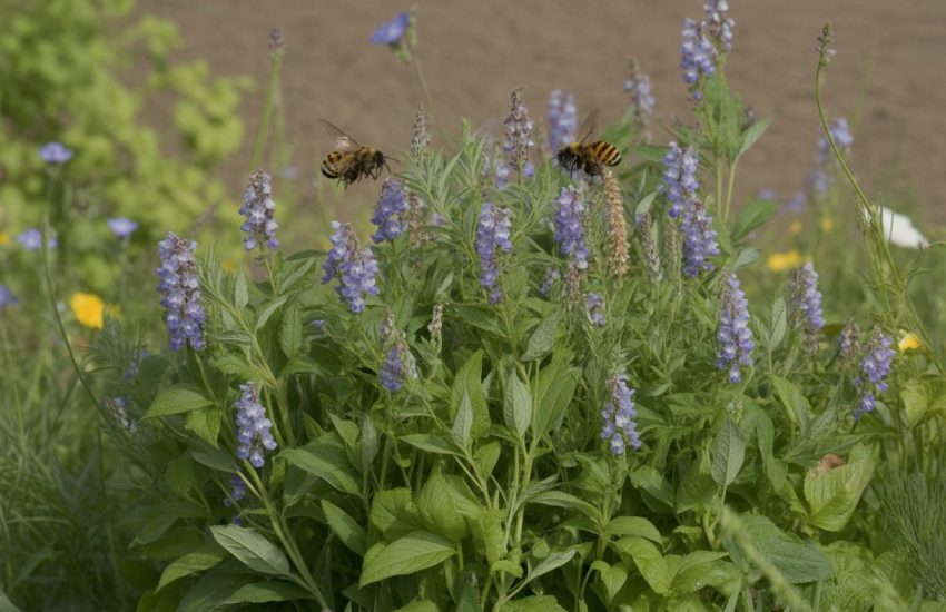 A garden with blooming purple and blue false indigo plants surrounded by native wildflowers, bees, and butterflies under a clear sky.