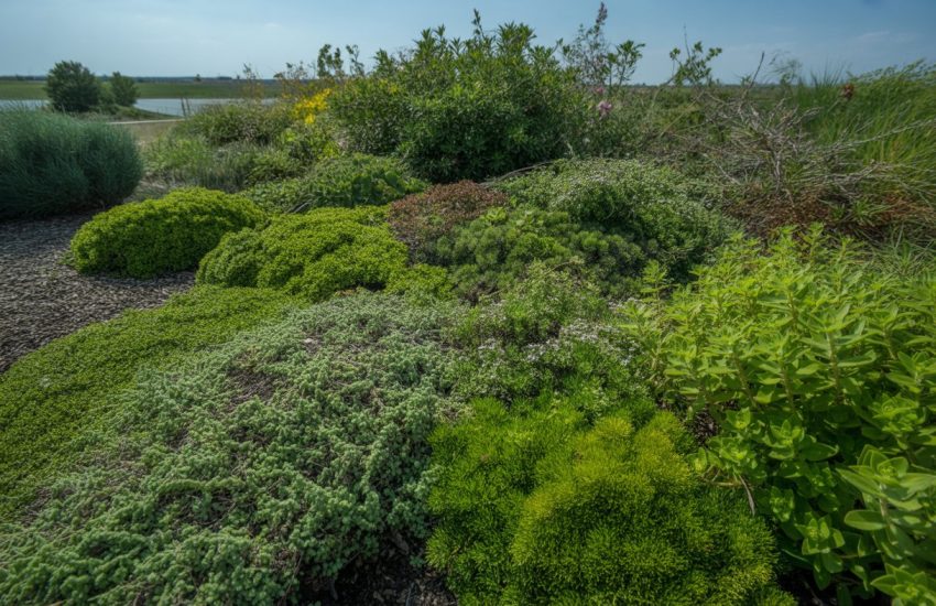 A garden area in Nebraska with various green ground cover plants growing densely on a gentle slope under clear blue sky.