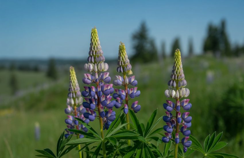 A cluster of purple and blue lupine flowers growing outdoors with green leaves and trees in the background.