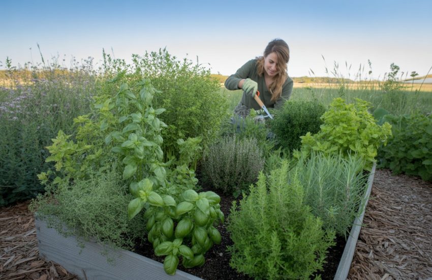 A person tending to a vibrant herb garden with raised wooden beds and native prairie plants in the background under a clear blue sky.