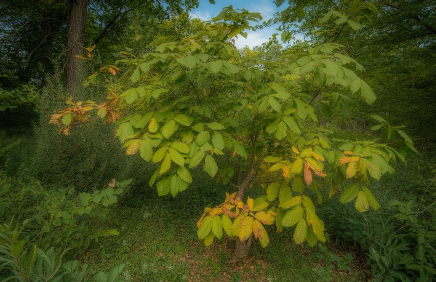 A healthy sassafras tree with green and yellow leaves in a natural forest setting surrounded by native plants under a clear blue sky.