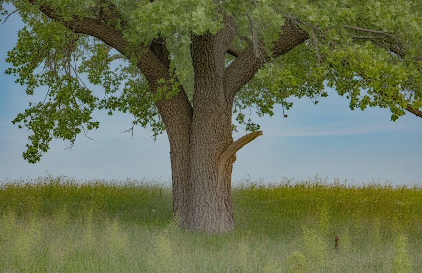 A large Eastern Cottonwood tree standing in a green field with a clear blue sky overhead.
