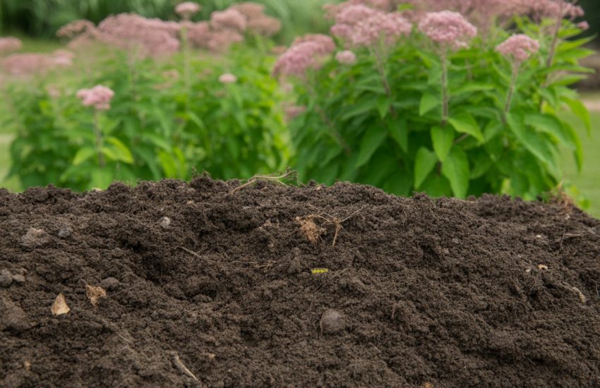 Close-up of rich dark soil with healthy Joe Pye weed plants and pinkish-purple flowers growing in the background.