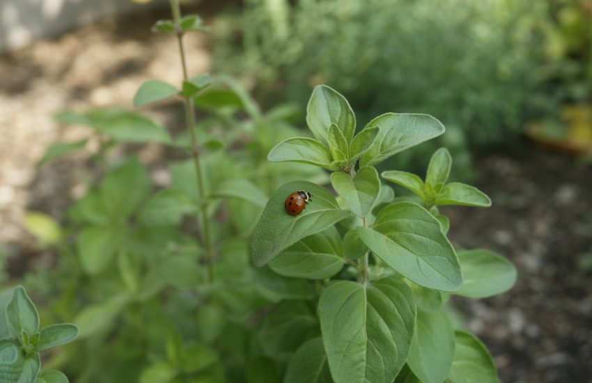 Close-up of a healthy oregano plant with a ladybug on a leaf in a garden.