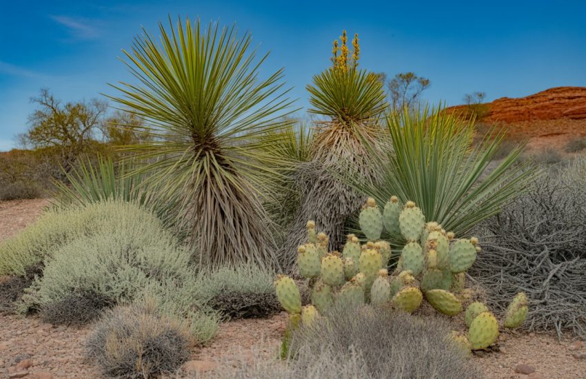 A variety of drought-tolerant native plants growing in a dry, rocky Utah landscape with red rock formations in the background.