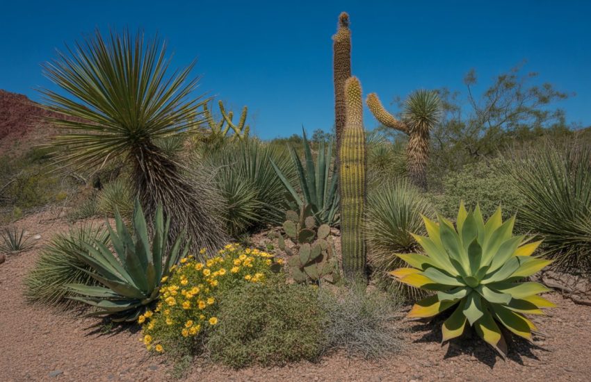 A sunlit desert garden with various drought-tolerant native plants including agave, yucca, desert marigold, ocotillo, and prickly pear cactus against red soil and a clear blue sky.