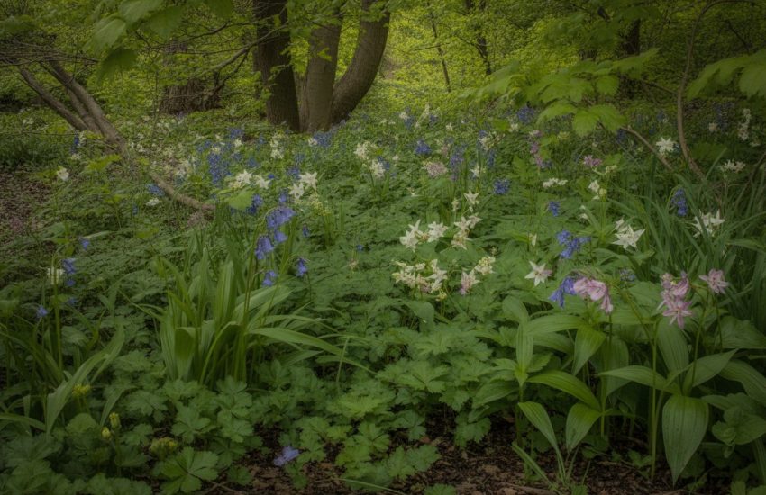 A shaded garden area in Ohio filled with various colorful wildflowers growing beneath green tree foliage.